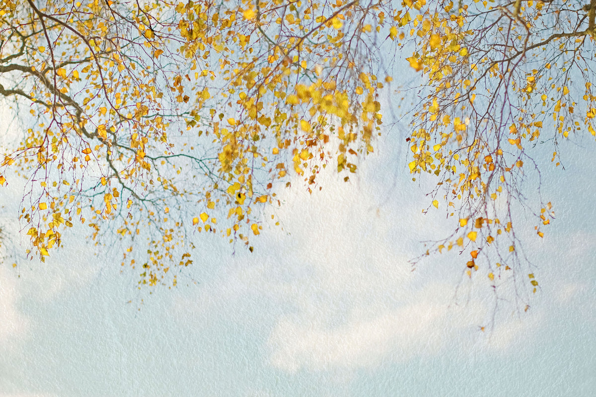Autumn Hues Woodland Wall Mural - 2560849 in your room — zoomed
