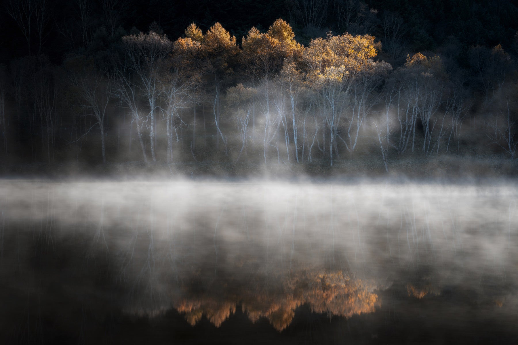 Mist and Light Woodland Wall Mural - 2397030 in your room — zoomed