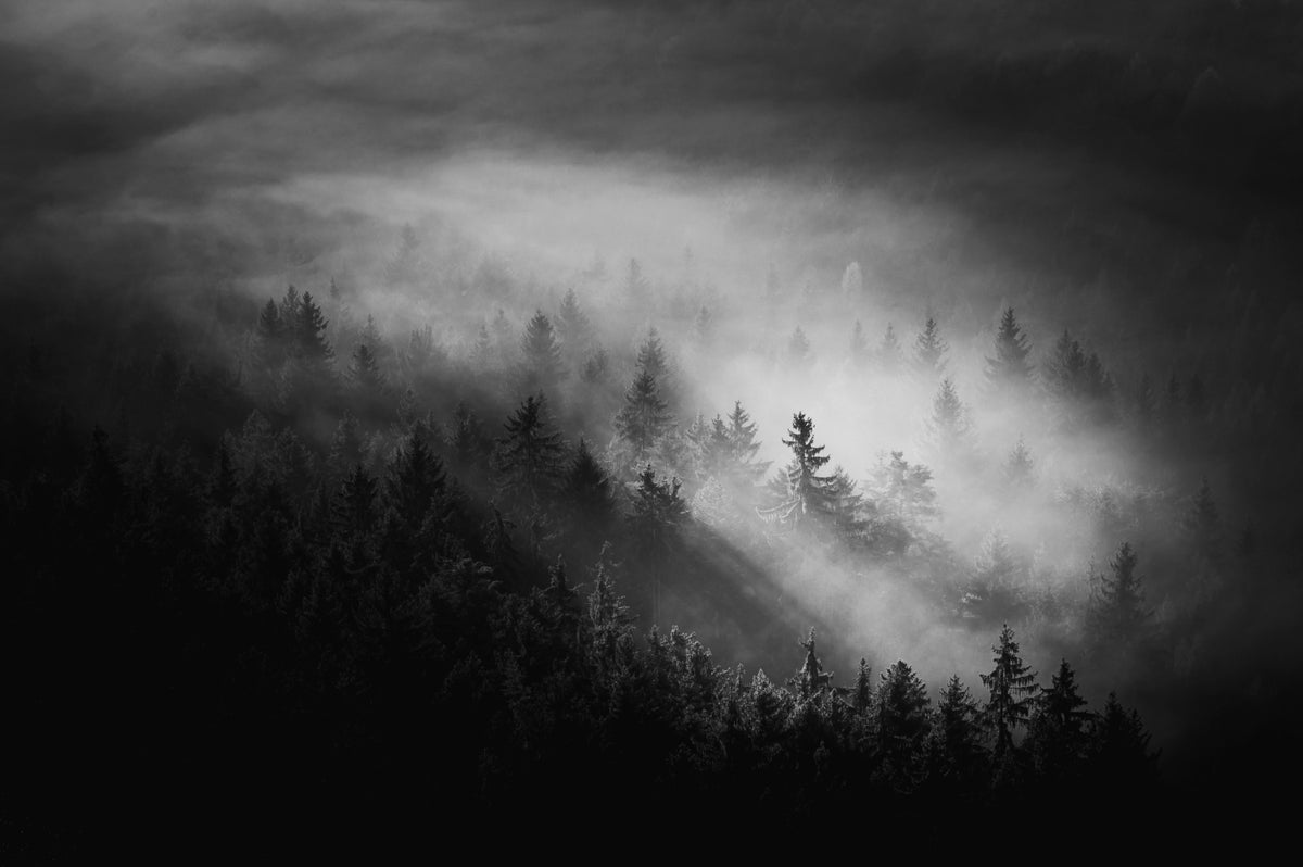 Foggy Forest Woodland Wall Mural - 2488312 in your room