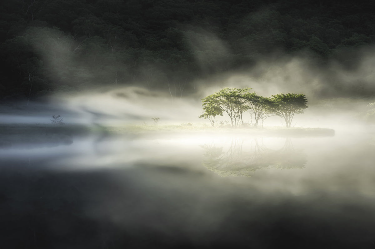Misty Lake Woodland Wall Mural - 2221958 in your room — zoomed