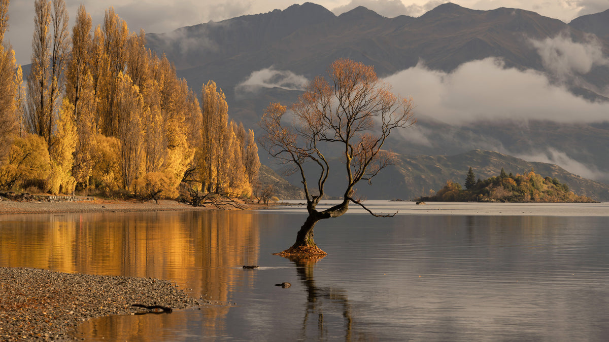 Autumn's Reflection Woodland Wall Mural - 2635223 in your room — zoomed