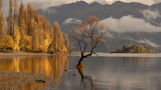Autumn's Reflection Woodland Wall Mural - 2635223