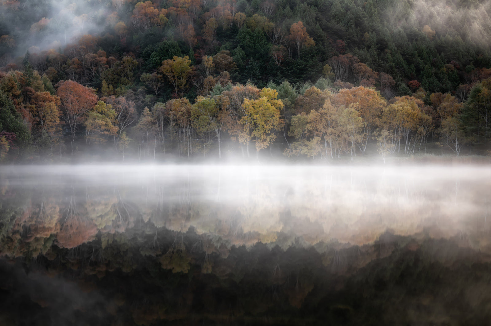 Enchanted Woodland Mist Reflection Wall Mural - 2264459 in your room