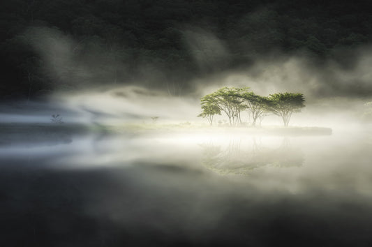 Monochrome Woodland Veil Wall Mural - 2221958