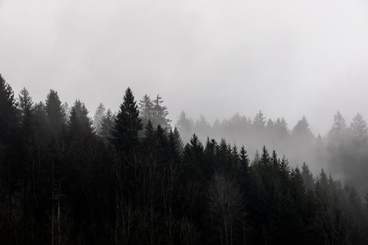 Canyon Woodland Haze Wall Mural - 2658144