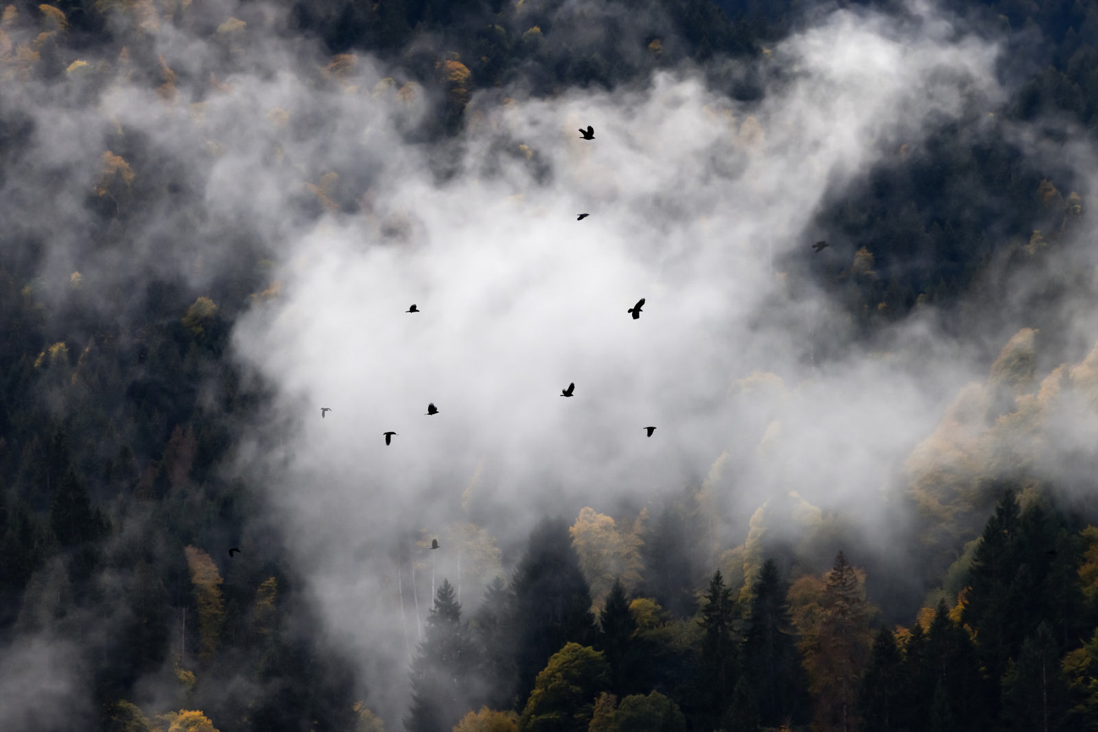 Woodland Flock in Fog Wall Mural - 2658141 in your room
