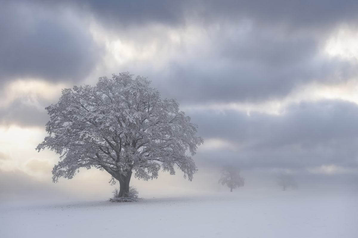 Frozen Woodland Solitaire Wall Mural - 2574652 in your room