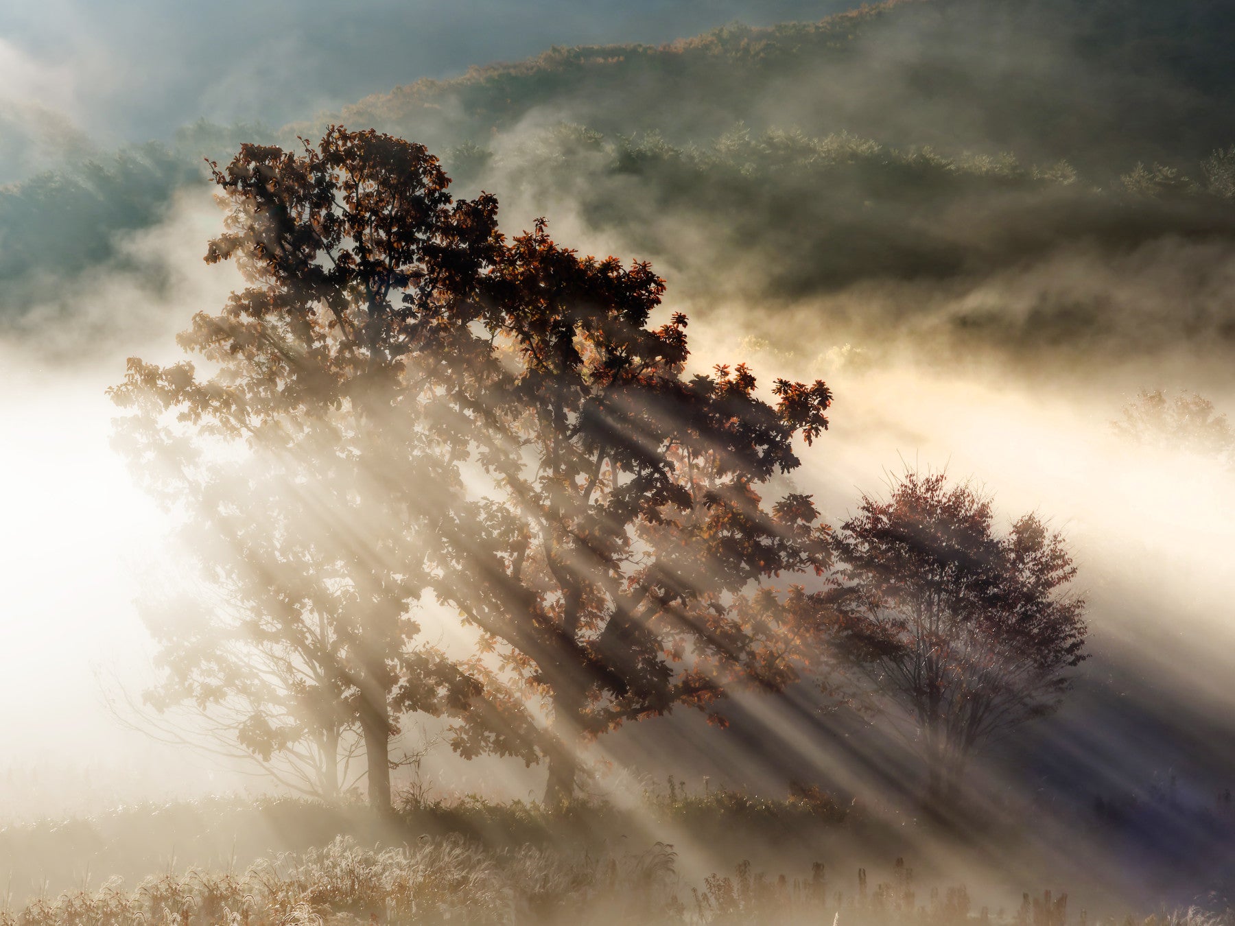 Sunbeam Woodland Glory Wall Mural - 2462051 in your room — zoomed