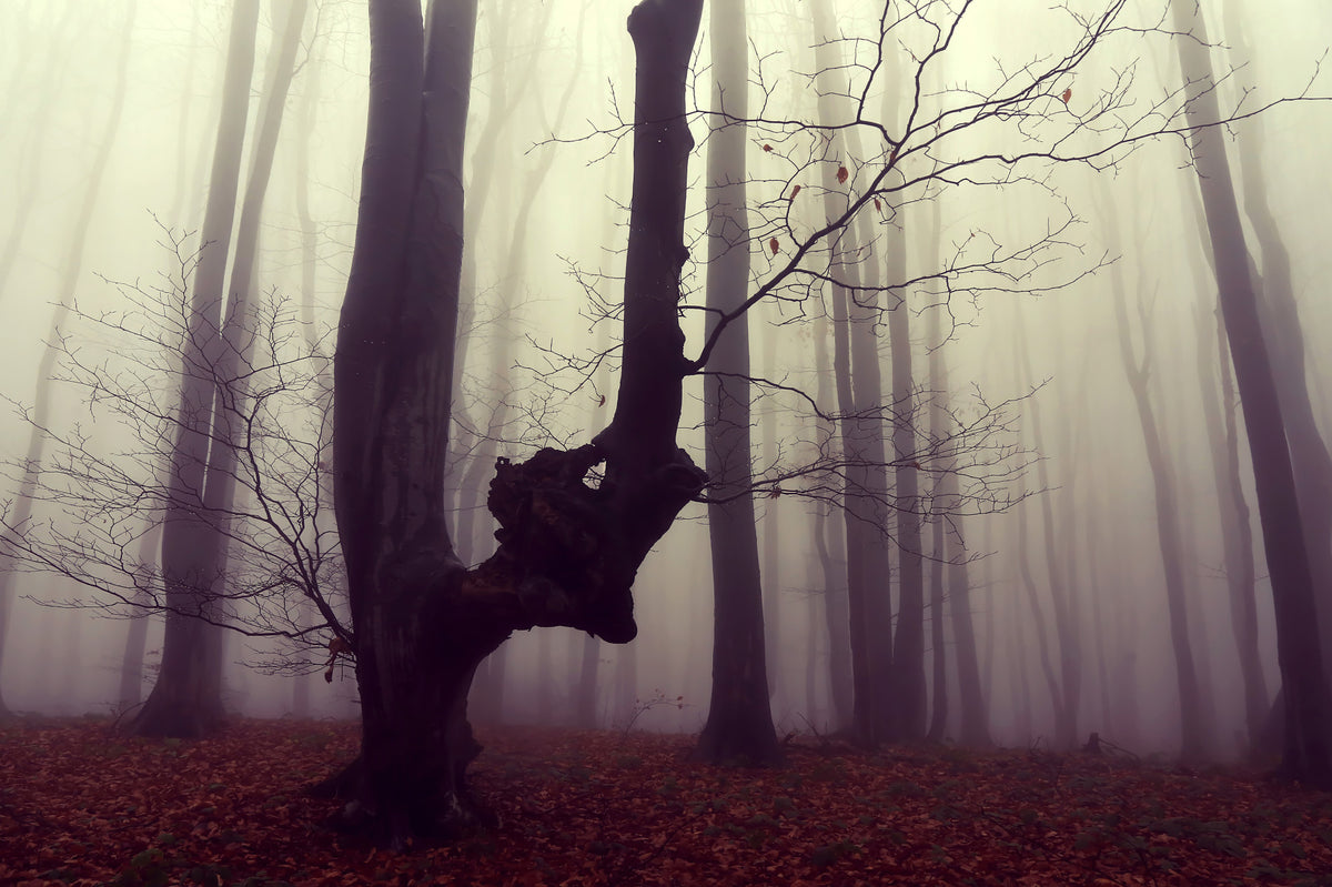 Gothic Woodland Forest Wall Mural - 2564922 in your room — zoomed