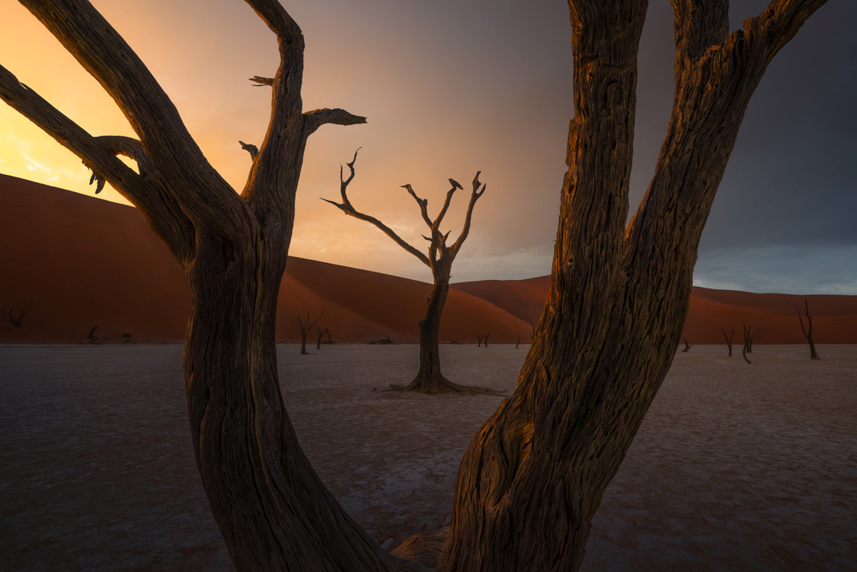 Arid Woodland Ghost Wall Mural - 2356785 in your room — zoomed