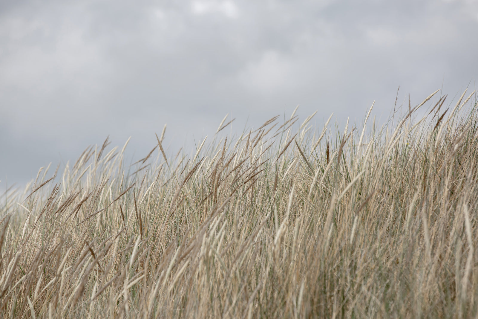 Woodland Dune Grass Wall Mural - 2658152