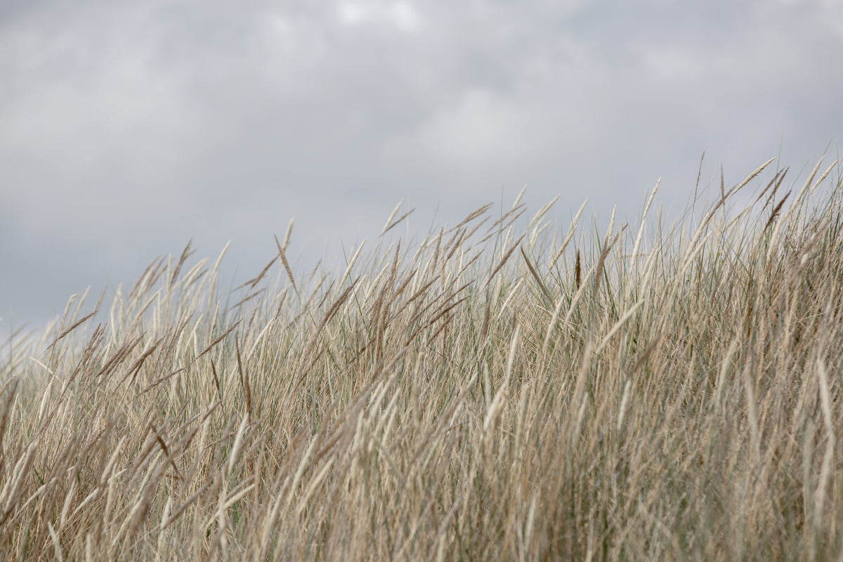 Woodland Dune Grass Wall Mural - 2658152 in your room — zoomed