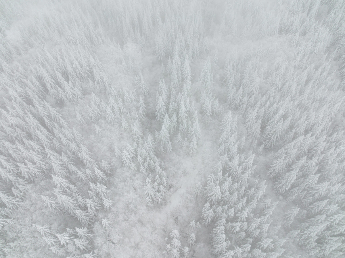 Frosted Canopy Wall Mural - 2583738 in your room — zoomed