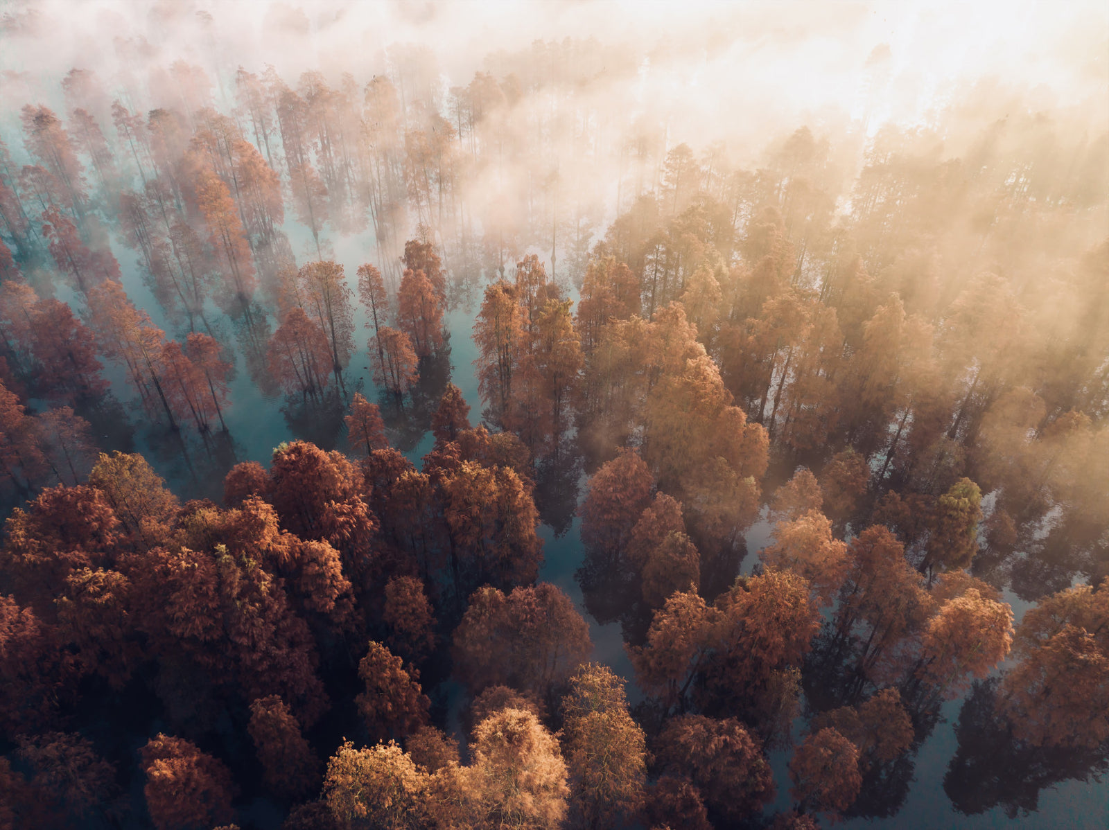 Misty Autumn Forest Wall Mural - 2465549