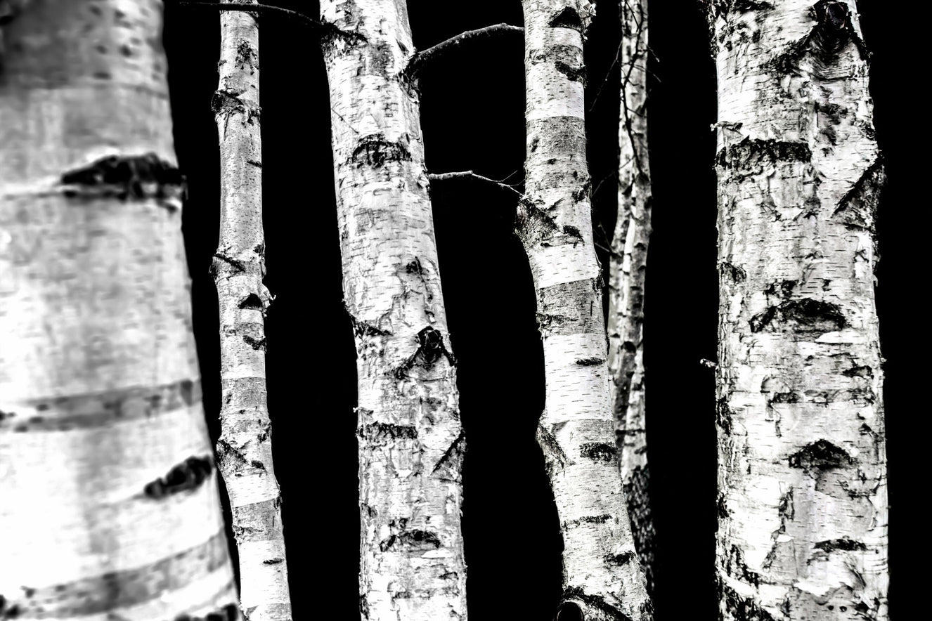 Monochrome Woods Wall Mural - 2658143