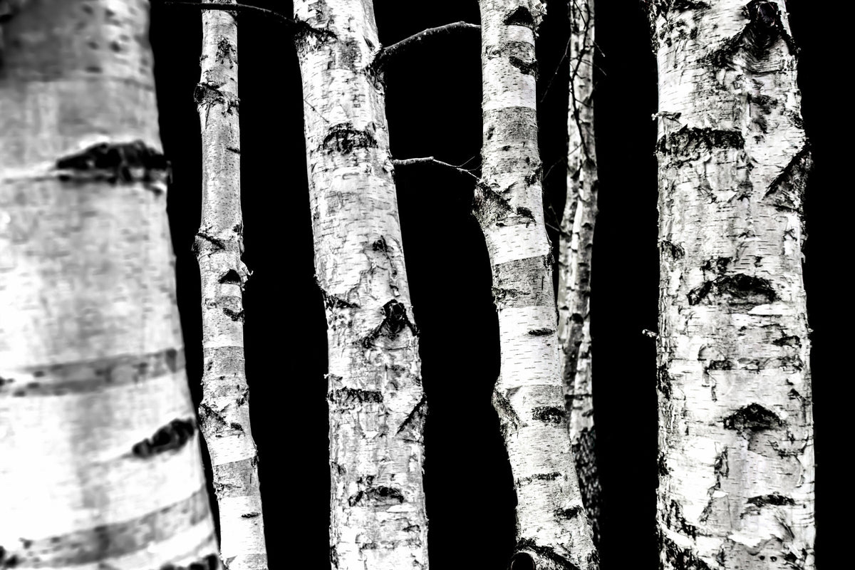Monochrome Woods Wall Mural - 2658143 in your room — zoomed