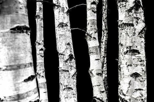 Monochrome Woods Wall Mural - 2658143