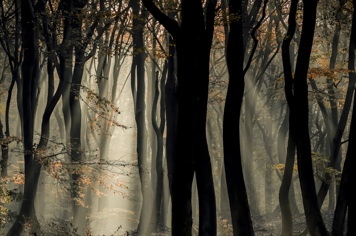 Mystic Woods Wall Mural - 2401991 in your room