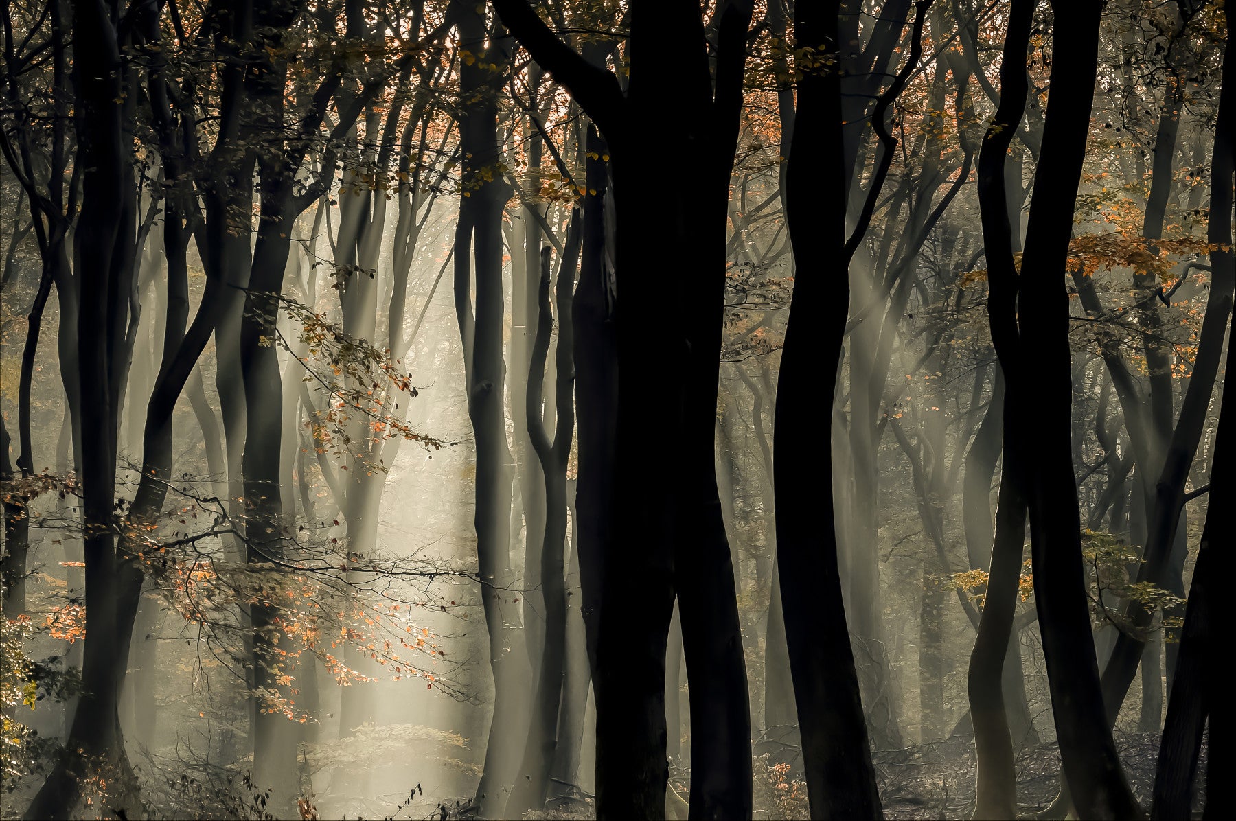 Mystic Woods Wall Mural - 2401991 in your room — zoomed