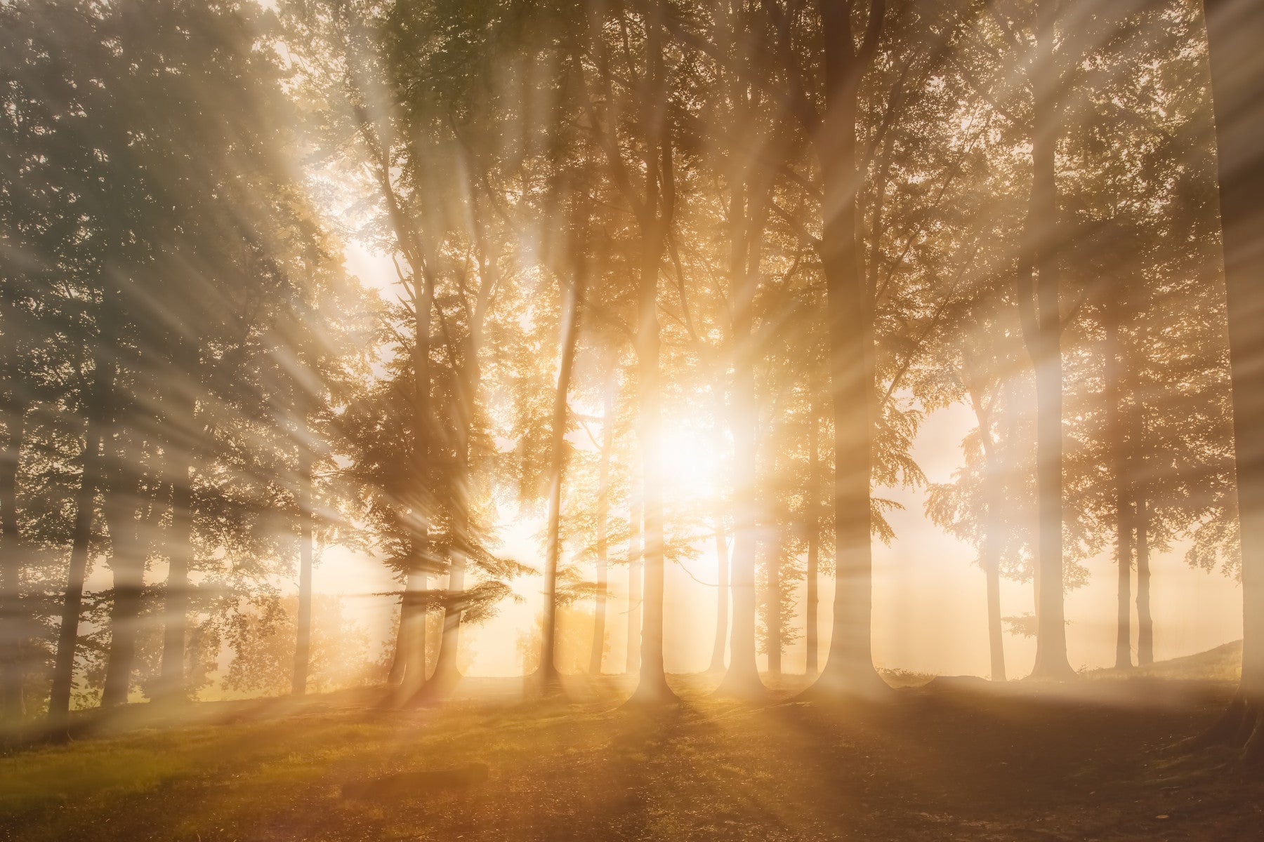 Golden Rays Through Trees Wall Mural - 2231289 in your room — zoomed