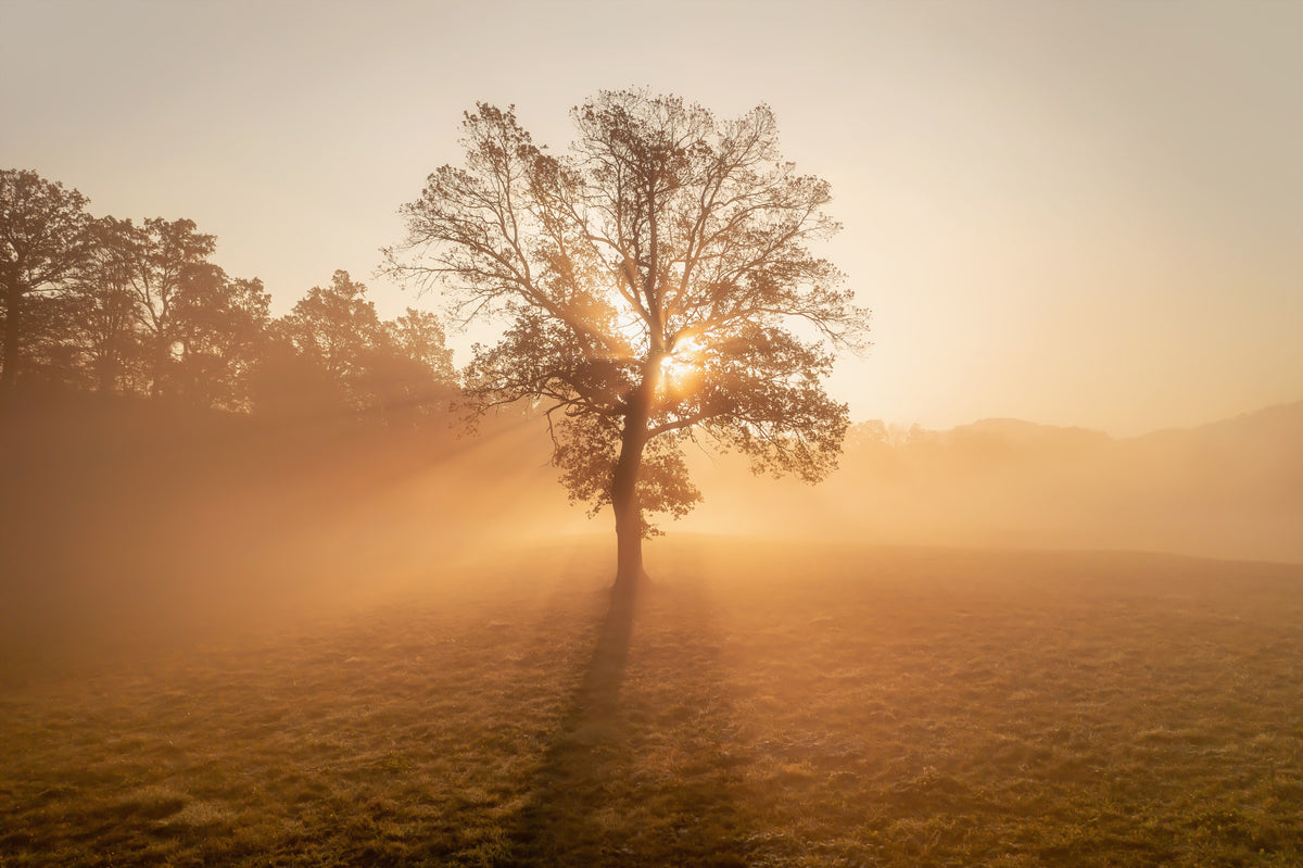 Golden Mist Tree Wall Mural - 2263970 in your room
