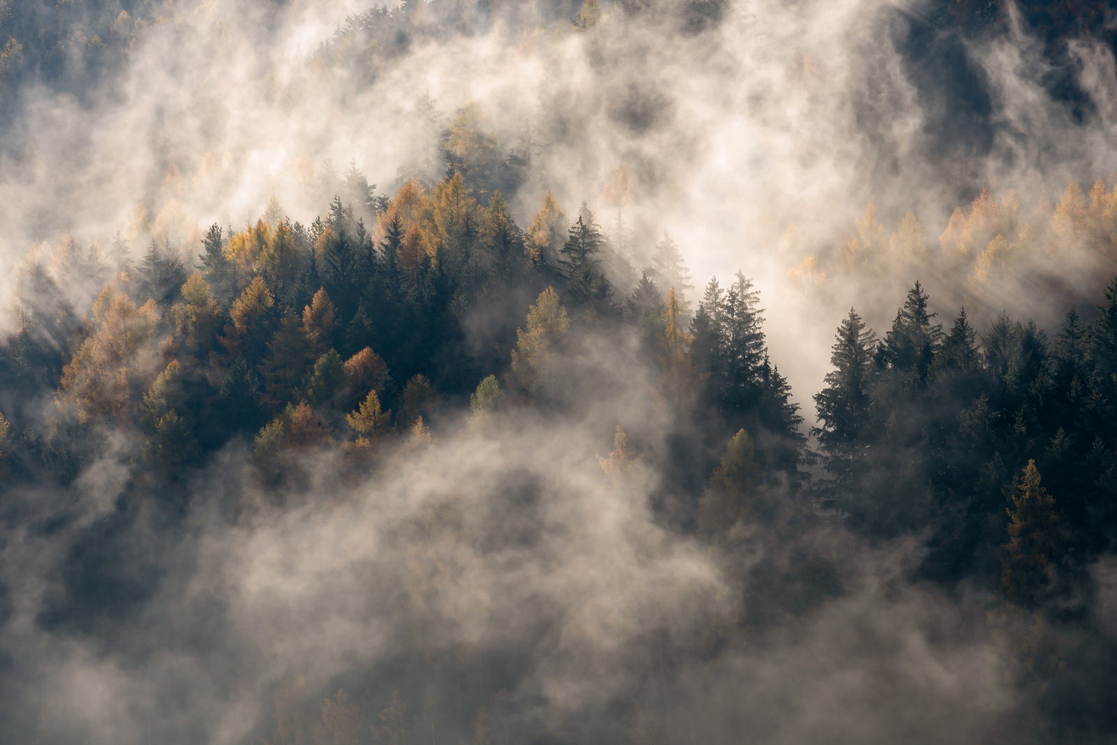 Misty Woods Serenity Wall Mural - 2463916 in your room