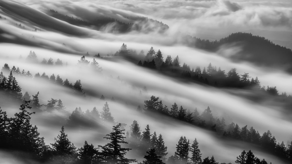 Forest Veil Wall Mural - 2538723 in your room