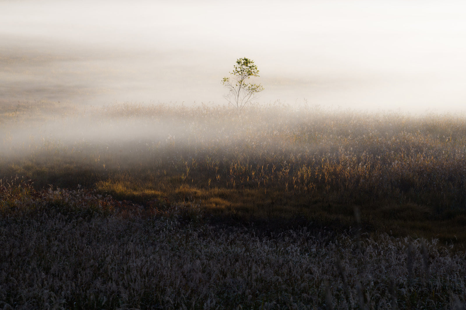 Misty Dawn Meadow Wall Mural - 2402841 in your room