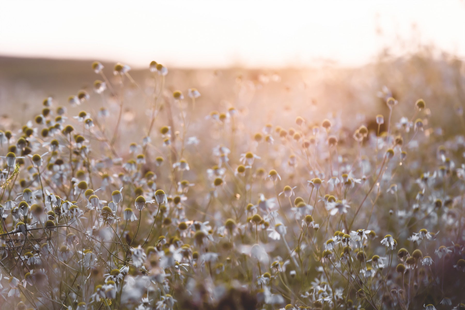 Meadow Bloom Sunset Wall Mural - 2658148 in your room — zoomed