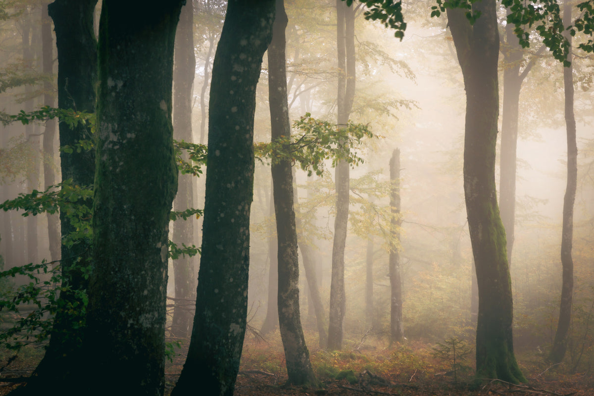 Tranquil Grove Wall Mural - 2364832 in your room — zoomed