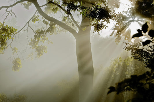 Forest Serenity Wall Mural - 2319691