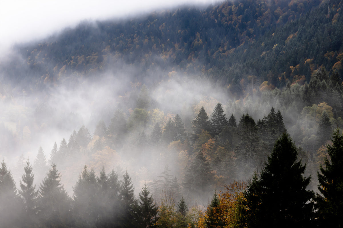 Autumn Haze Wall Mural - 2658139 in your room — zoomed