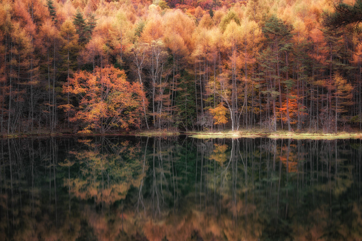 Forest Mirror Wall Mural - 2264464