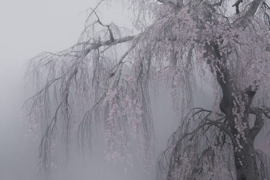 Whispers of Spring Wall Mural - 2403158