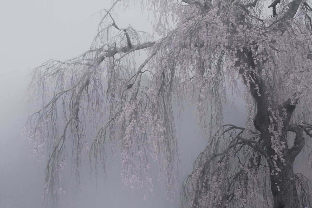 Whispers of Spring Wall Mural - 2403158 in your room