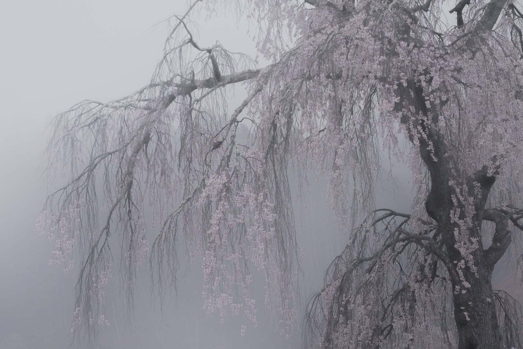Whispers of Spring Wall Mural - 2403158