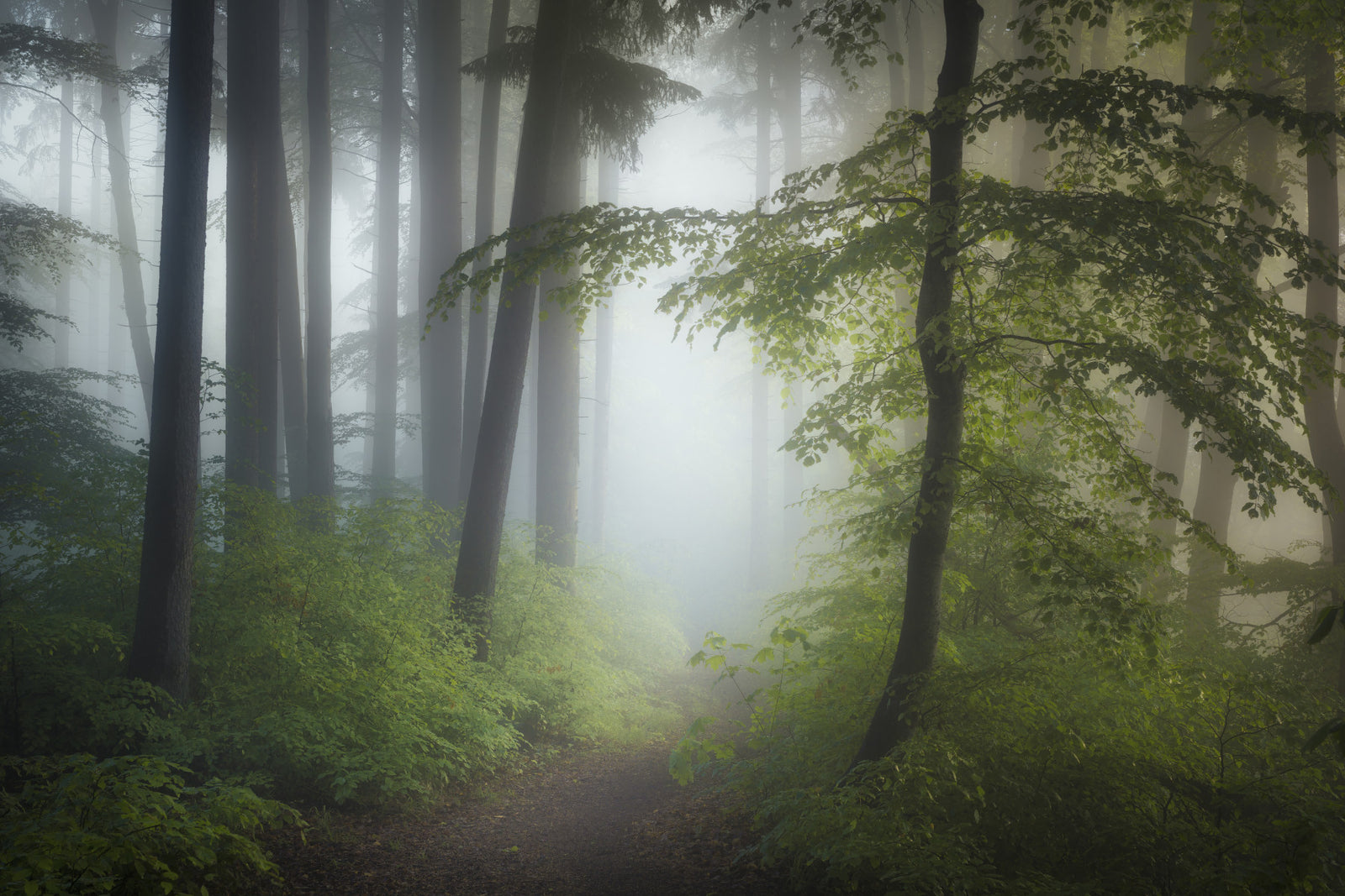 Misty Woods Escape Wall Mural - 2363134 in your room