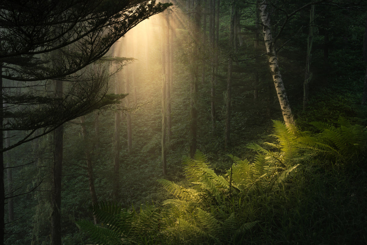 Sunlit Forest Wall Mural - 2331977 in your room