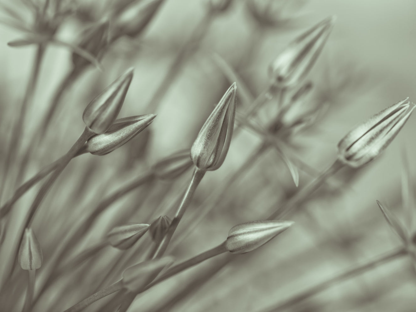 Symphony of Alliums Wall Mural