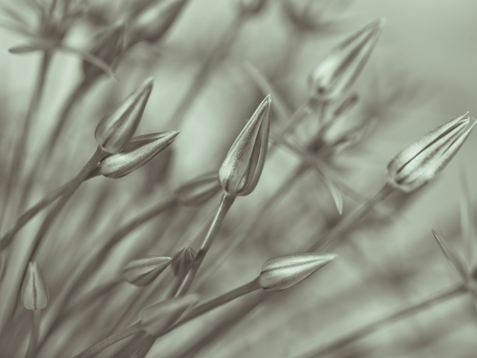 Symphony of Alliums Wall Mural in your room