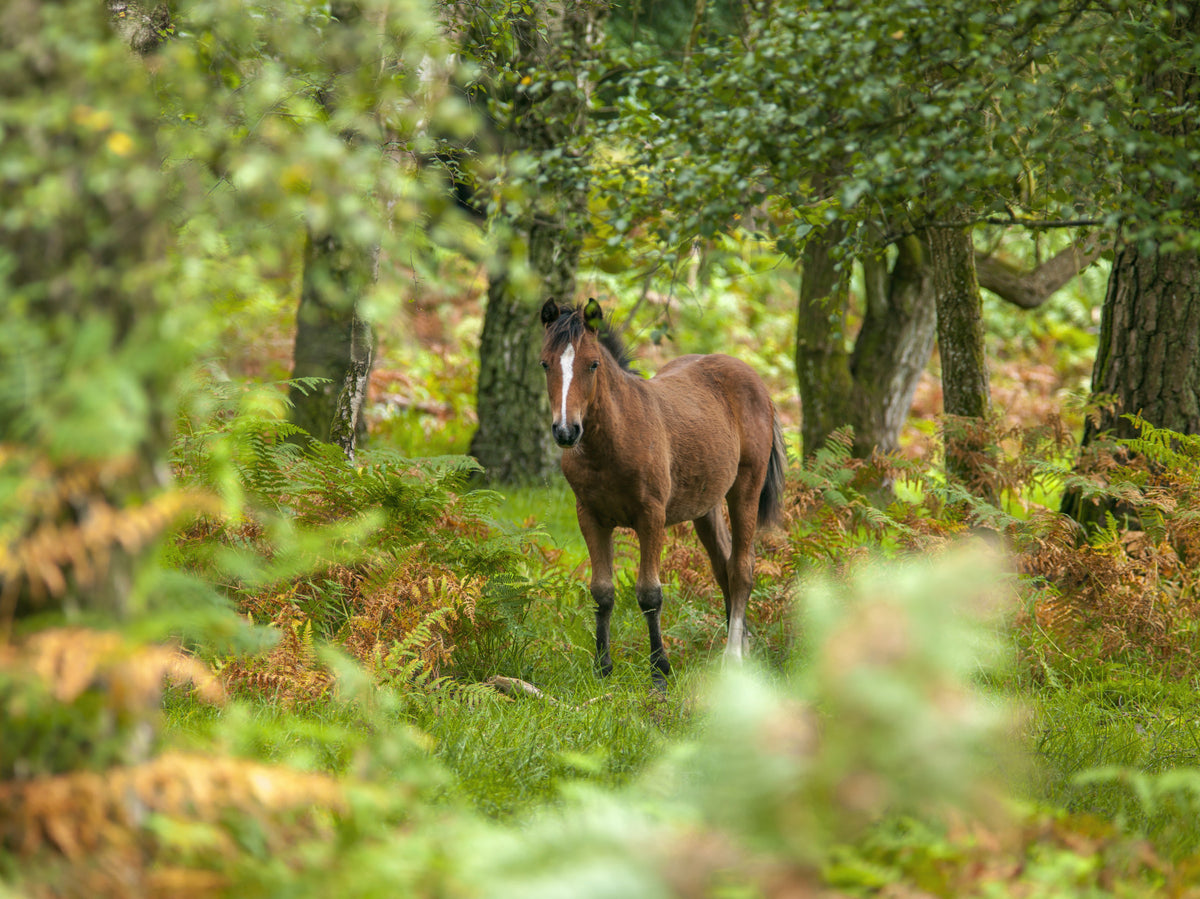 New Forest Nomad Wall Mural in your room