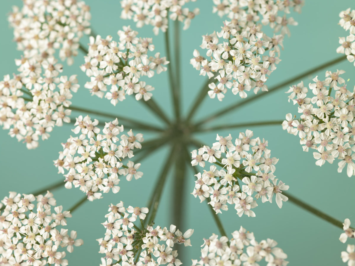Delicate Blooms Wall Mural in your room — zoomed