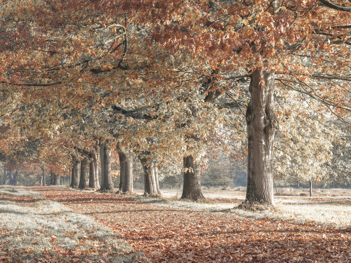 Fall Splendor Wall Mural in your room