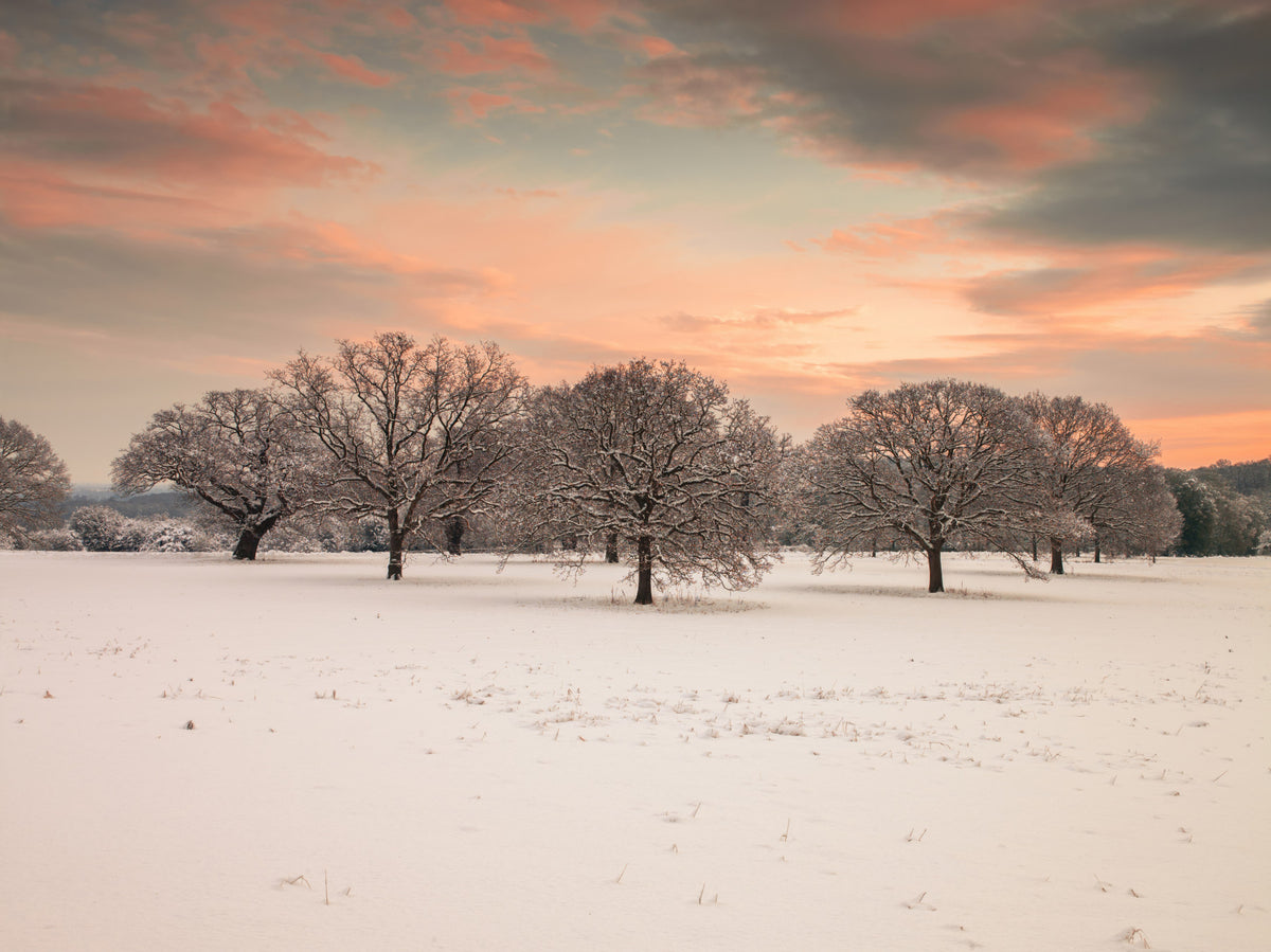 Snow Covered Field Wall Mural in your room — zoomed