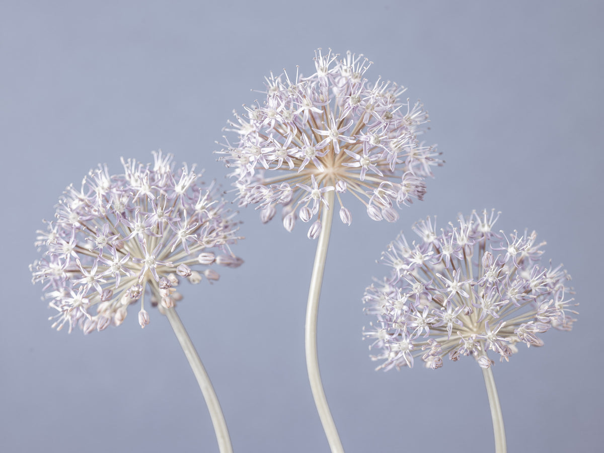 Allium Triplet Wall Mural in your room