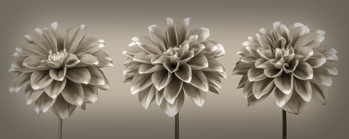 Sepia Dahlia Trio Wall Mural in your room — zoomed