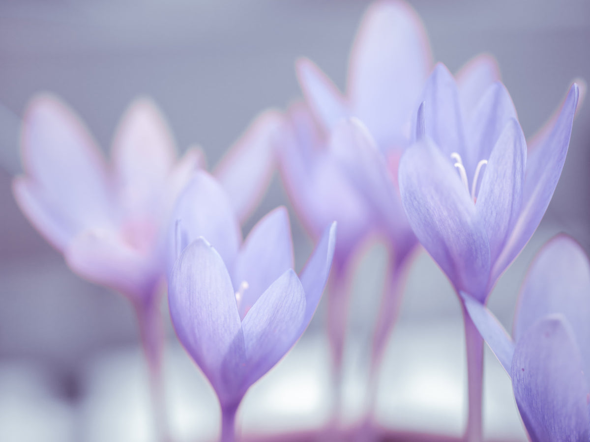 Crocus Wall Mural in your room