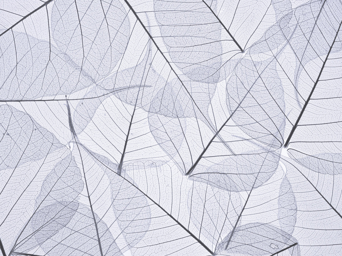 Skeleton Leaves Wall Mural