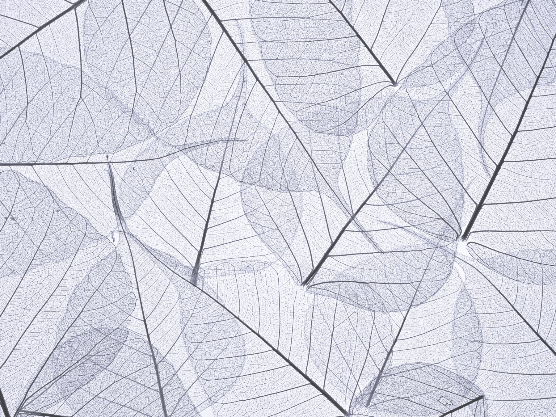 Skeleton Leaves Wall Mural