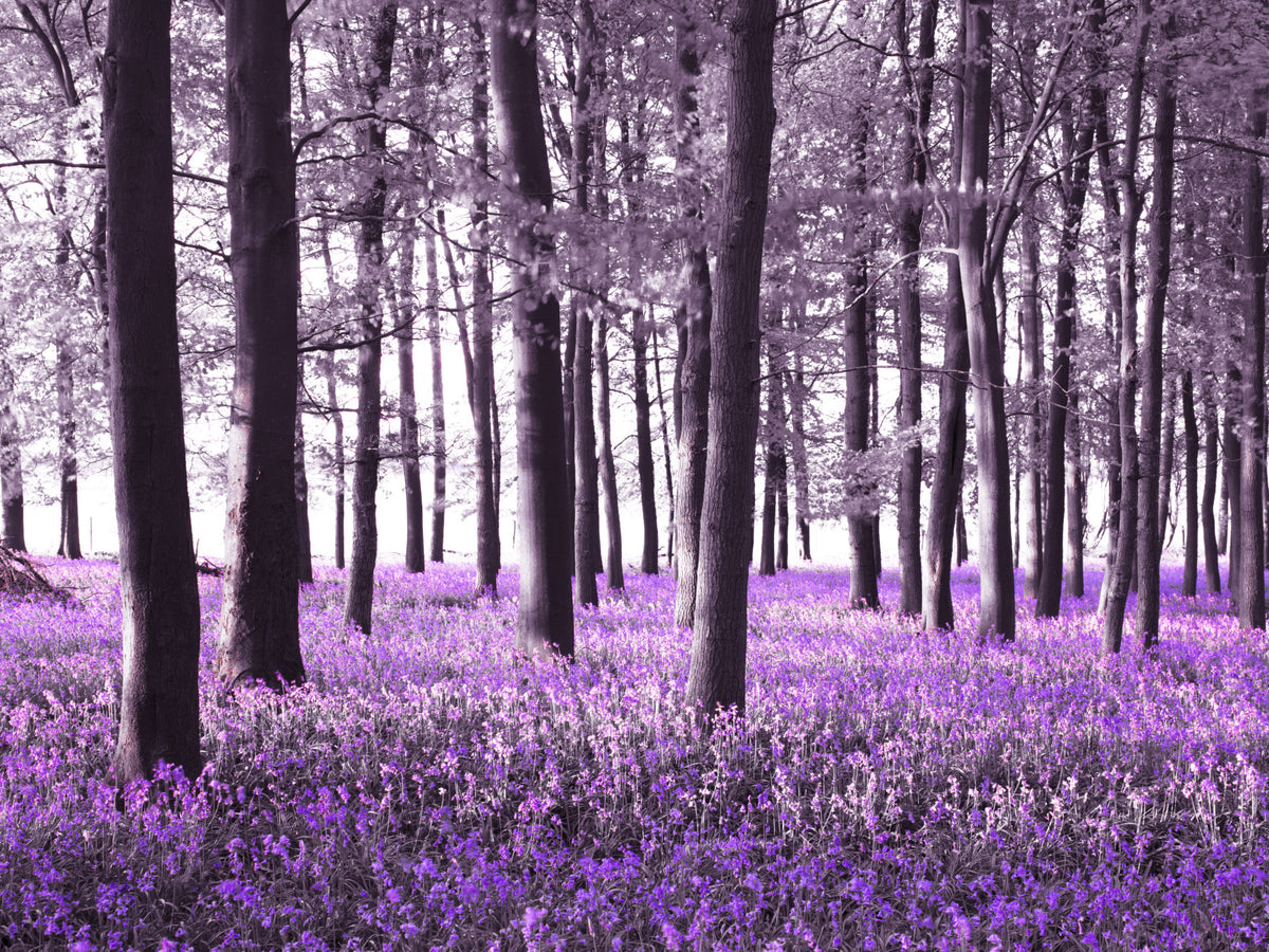 Mysteries of Bluebell Forest Wall Mural in your room